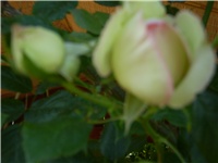 7f5e2e3f-Picture 251.jpg